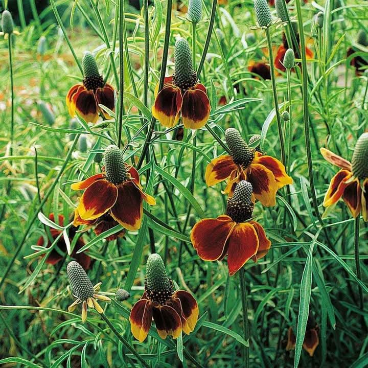 Ratibida Flower Seeds for Planting – Hardy Native Wildflower Blooms