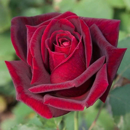 True Blood Black Rose Rare Flowering Seeds For Planting