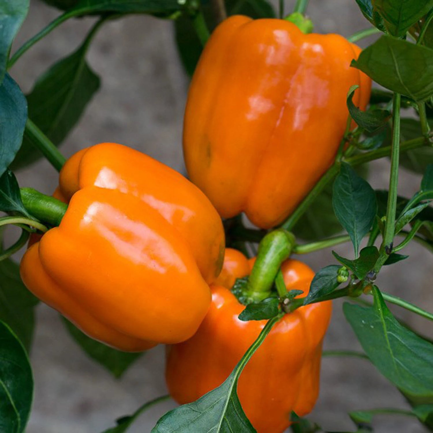 Orange Blaze Hybrid Pepper Seeds | Bright Orange Crisp Sweet Peppers – Heirloom, Non-GMO, High Germination Organic Garden Seeds