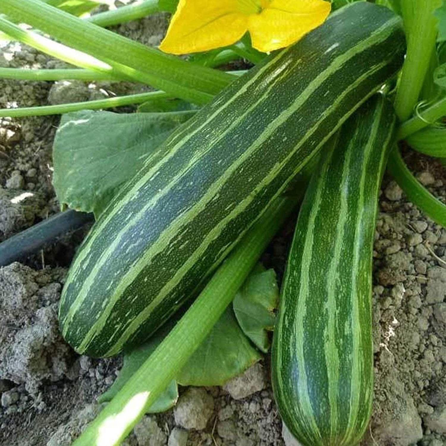 Cocozelle Organic Squash Seeds | Classic Italian Striped Zucchini – Heirloom, Non-GMO, High Germination Organic Garden Seeds