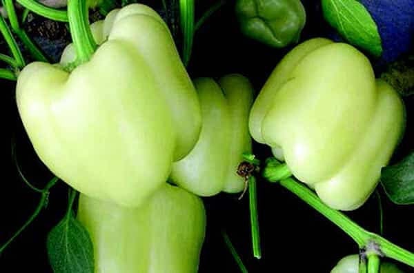 Pepper Capsicum Annuum Organic Open Pollinated Diamond Vegetable Seeds for Planting – Heirloom Variety for Home Garden