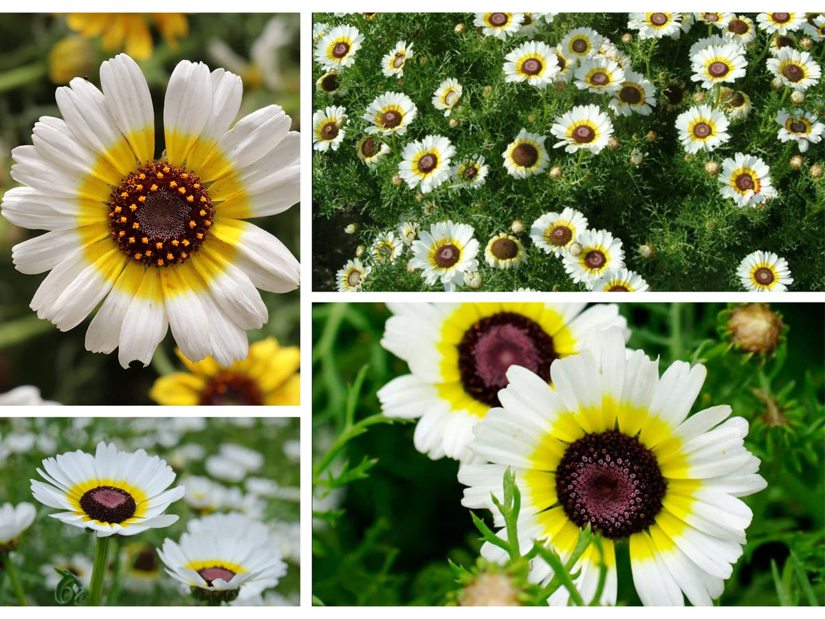 Chrisanam Semi-Cute Polar Star Flowering Seeds For Planting