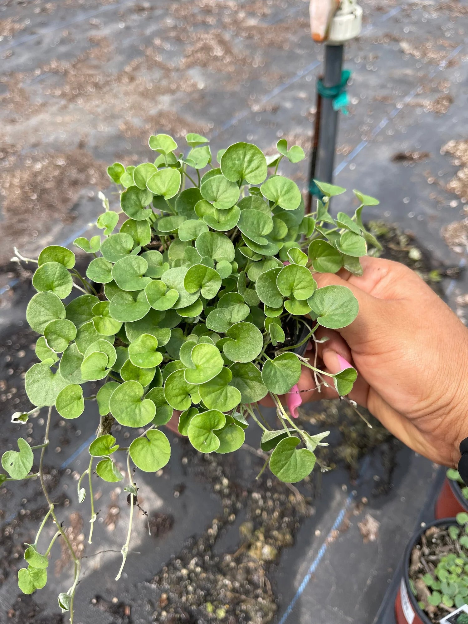 Emerald Falls Dichondra Ground Cover Seeds