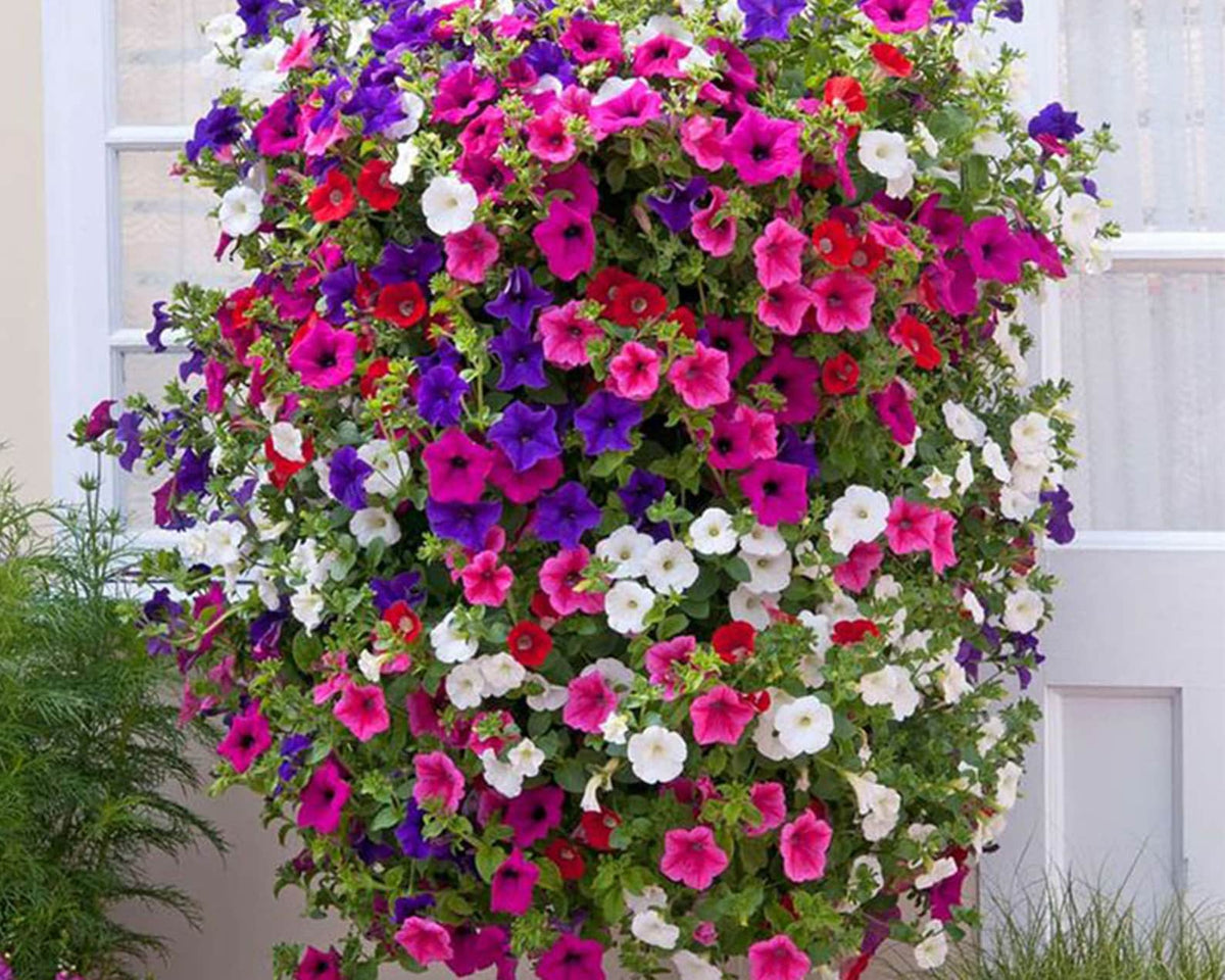 Petunia Multiflora Nora Flower Seeds, Abundant Blooms for Hanging Baskets and Beds