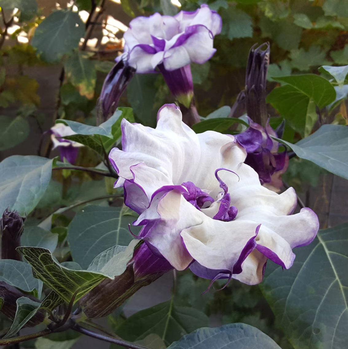 Double Metal Purple Datura Seeds Horn of Plenty SHIPPING – Heirloom, Non-GMO, High Germination Organic Garden Seeds