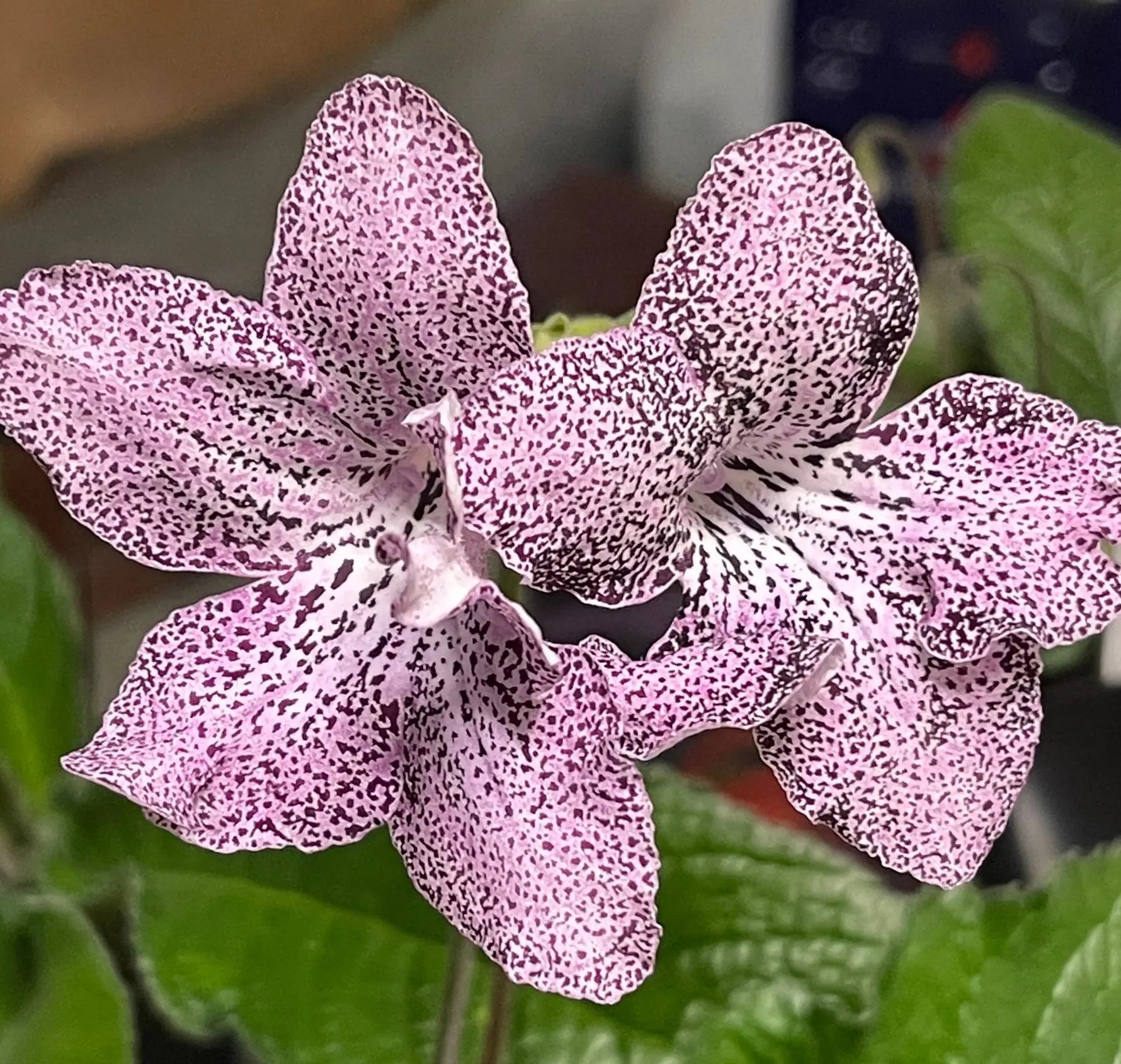 Streptocarpus Seeds for Planting - NON GMO Seeds Dhara Seeds