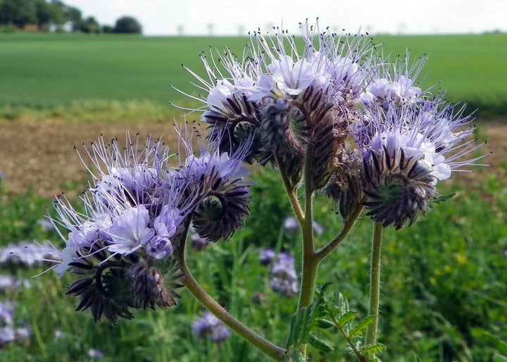 Fiddleneck Flower Seeds for Planting 100