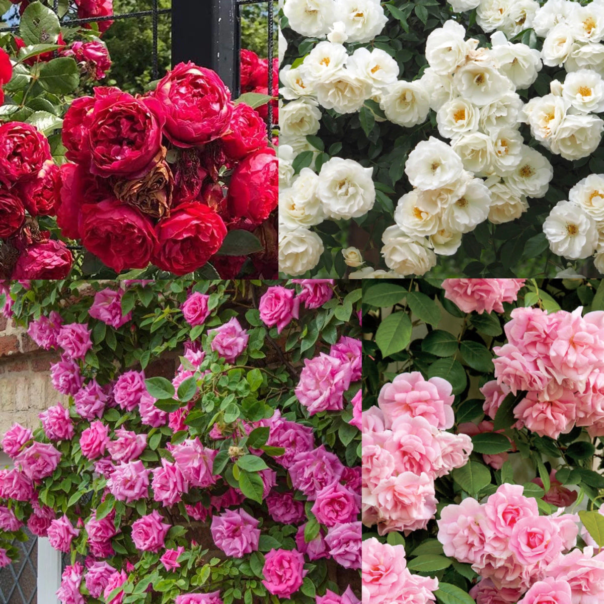 Climbing Rose Rosa Multiflora, Flowering Seeds For Planting