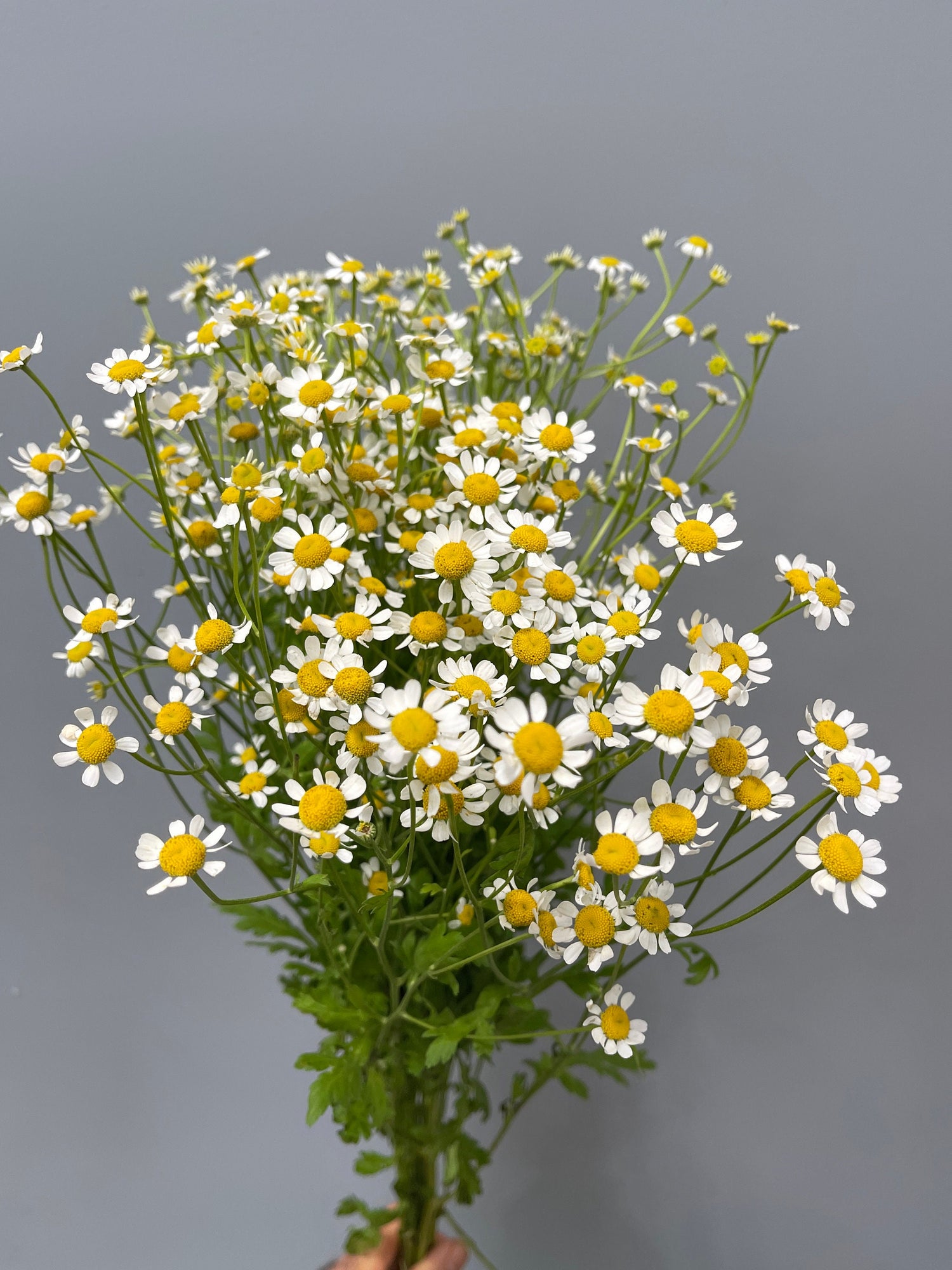 Roman Chamomile Herb Garden Seed