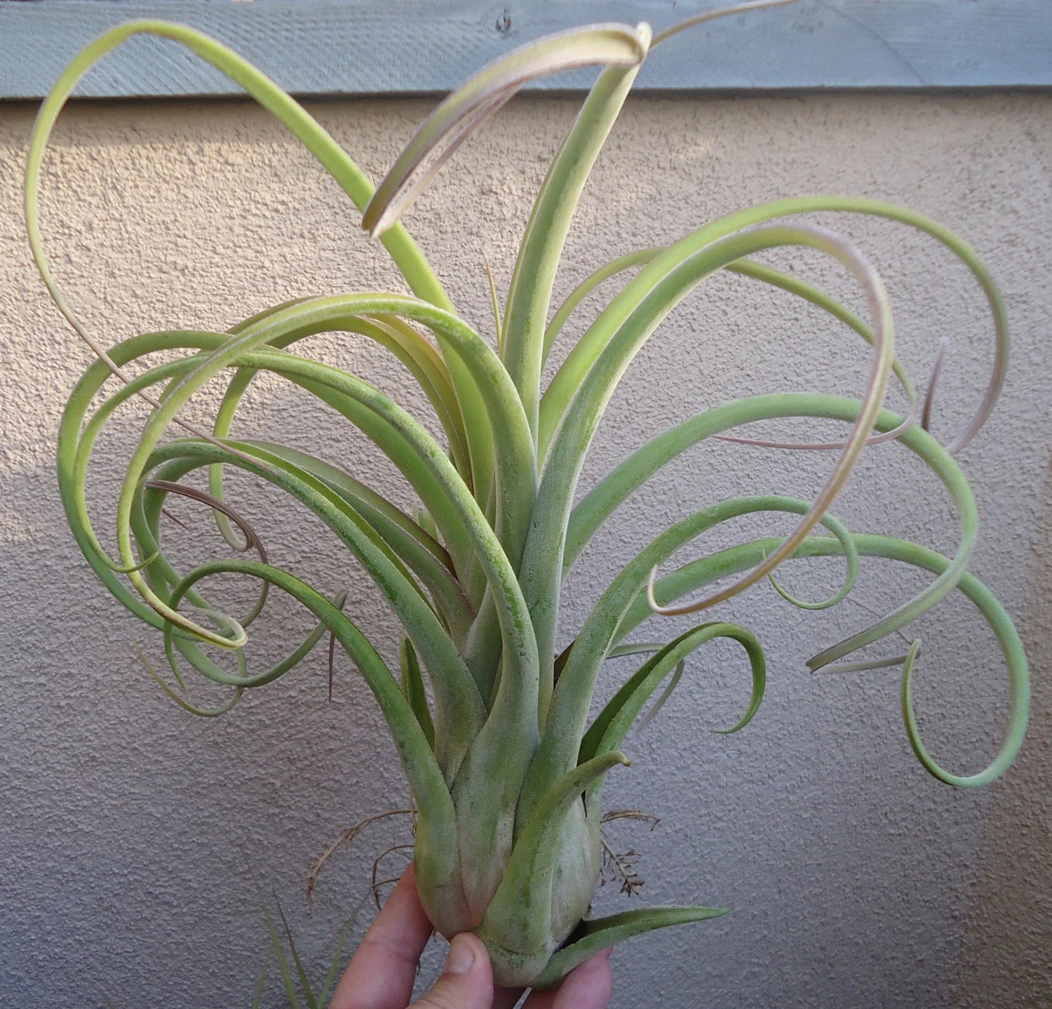 Heirloom Non-GMO Green Tillandsia Streptophylla Seeds for Garden Planting – Unique Plant Variety