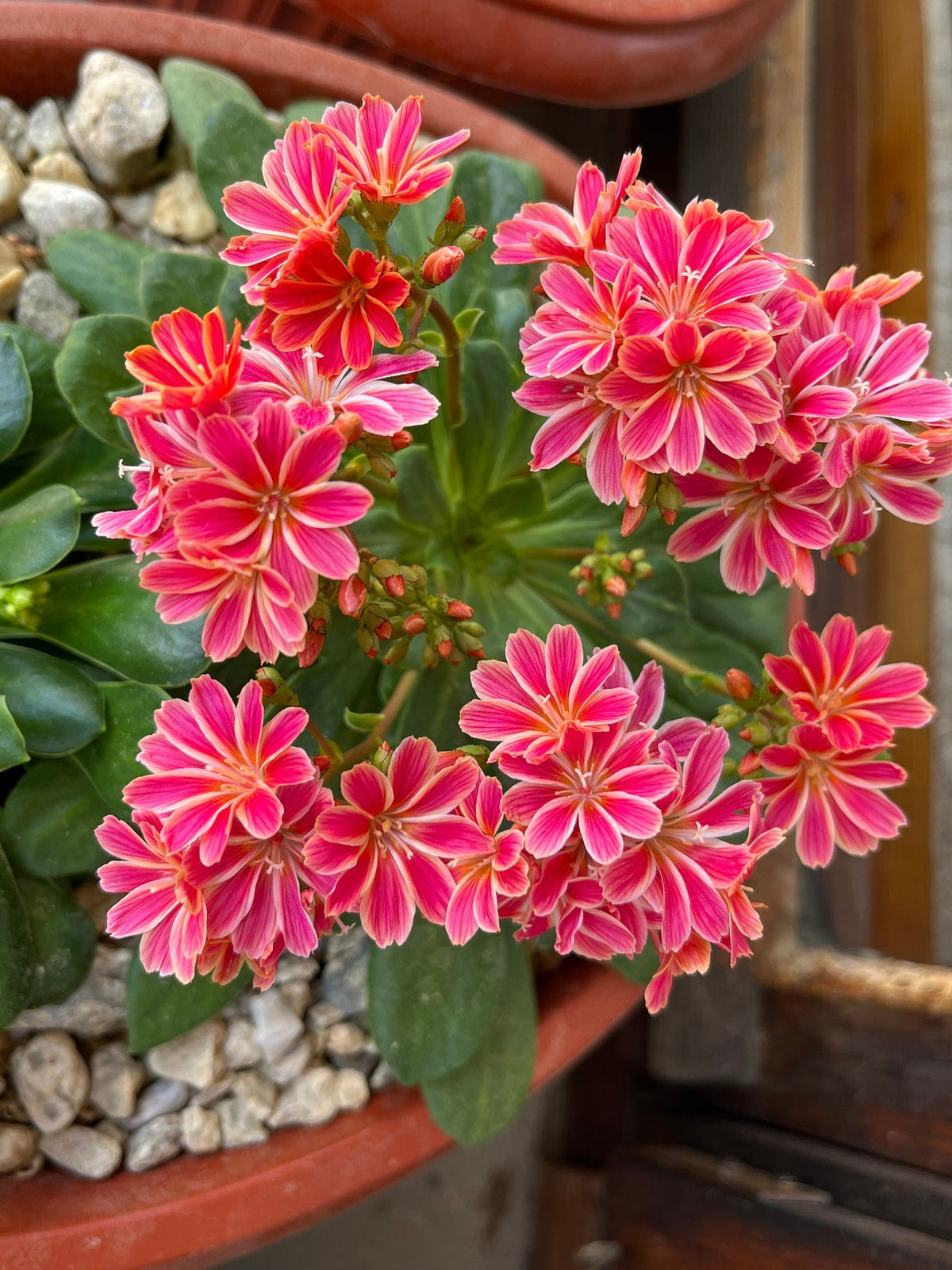 Lewisia Cotyledon Flower Seeds for Planting, 100 pcs for planting in your garden.