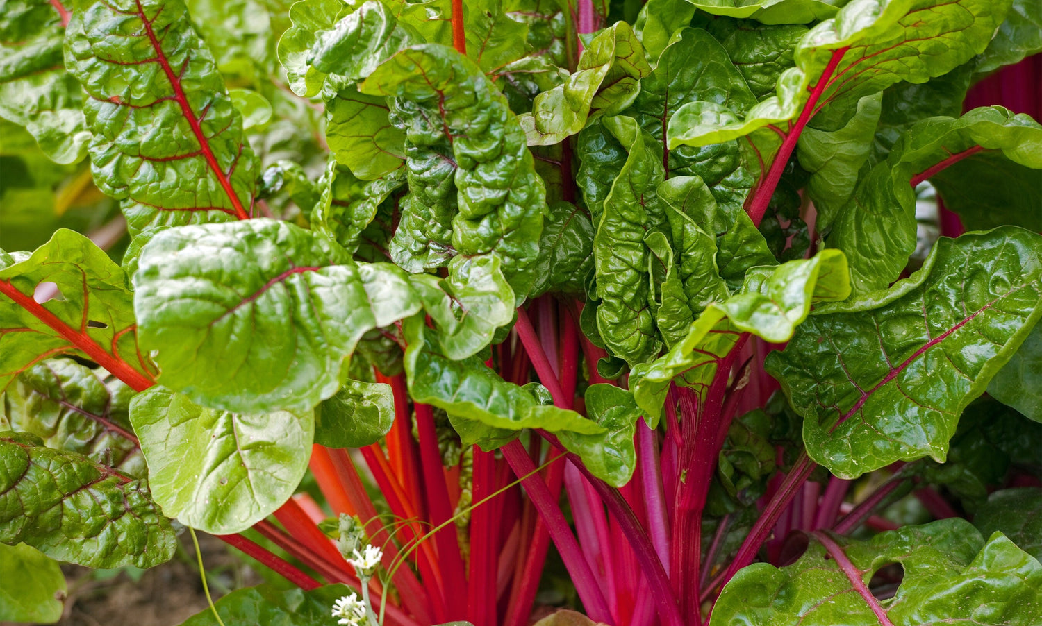 Ruby Stock seeds – Heirloom, Non-GMO, High Germination Organic Garden Seeds