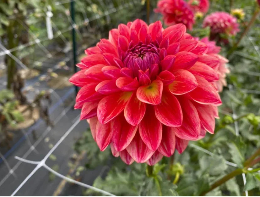 All That Jazz Perennial Dahlia Seeds D003 – Heirloom, Non-GMO, High Germination Organic Garden Seeds