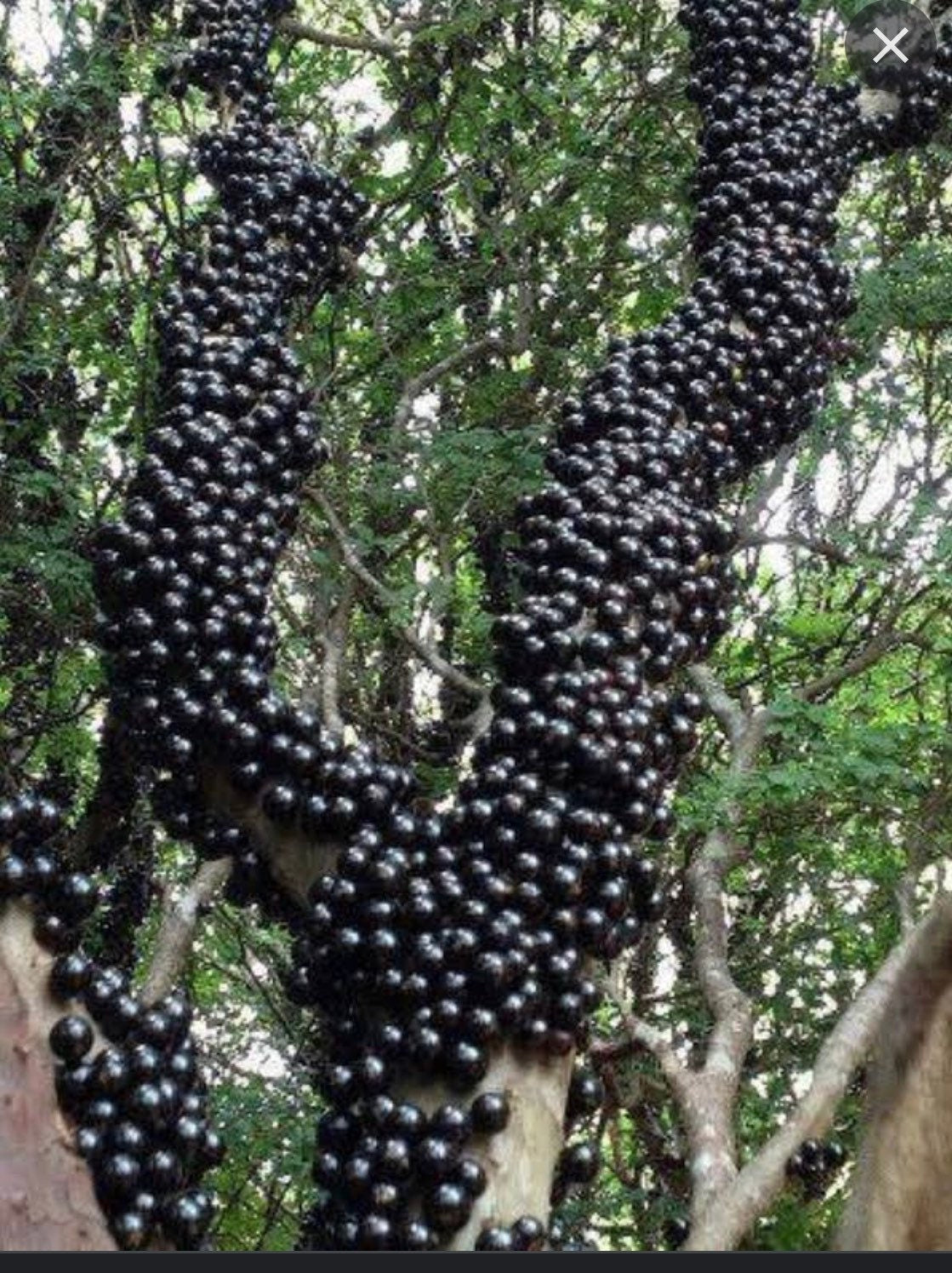 Jaboticaba (Plinia cauliflora)