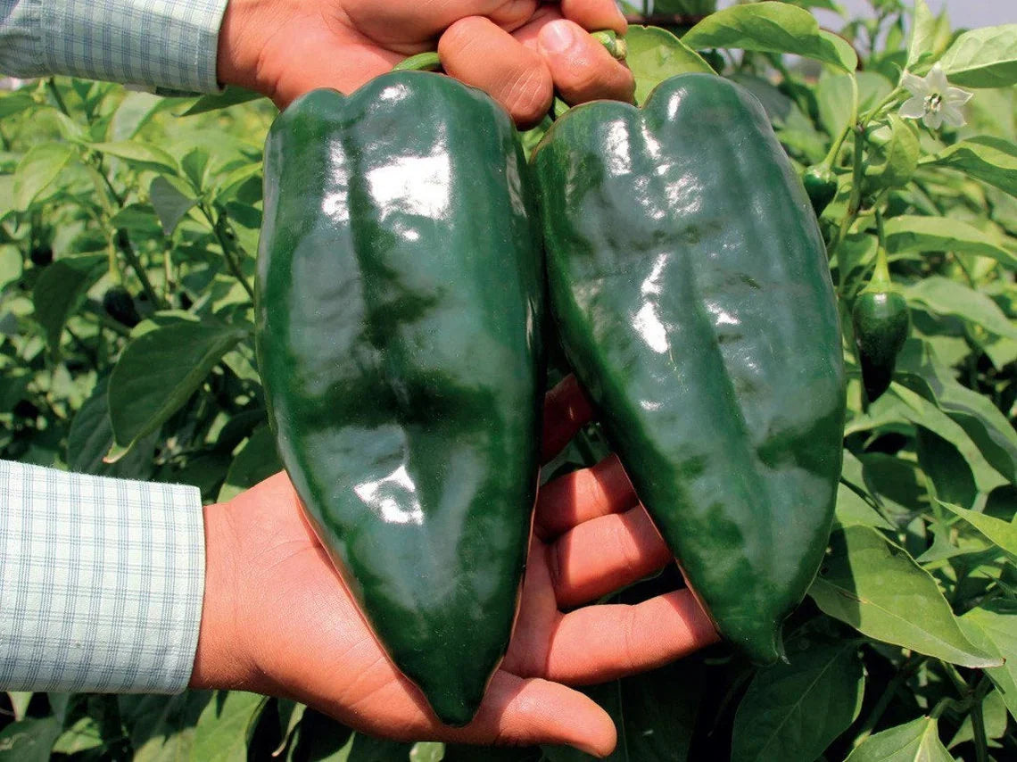 Tiburon Hybrid Pepper Seeds | Large Thick-Walled Dark Green Poblanos – Heirloom, Non-GMO, High Germination Organic Garden Seeds