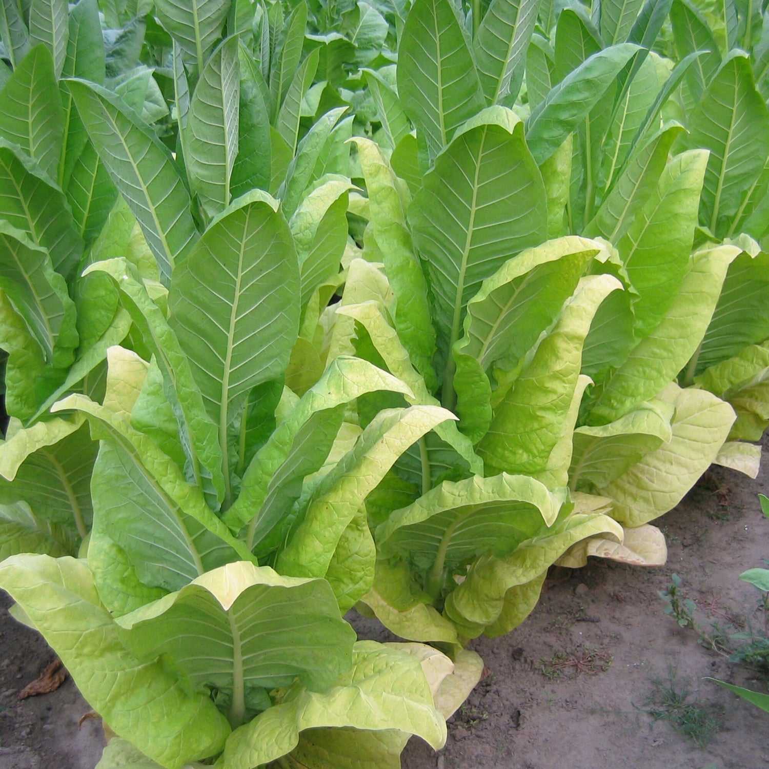 BURLEY TOBACCO SEEDS Maryland MD A30 crop Instructions Included – Heirloom, Non-GMO, High Germination Organic Garden Seeds