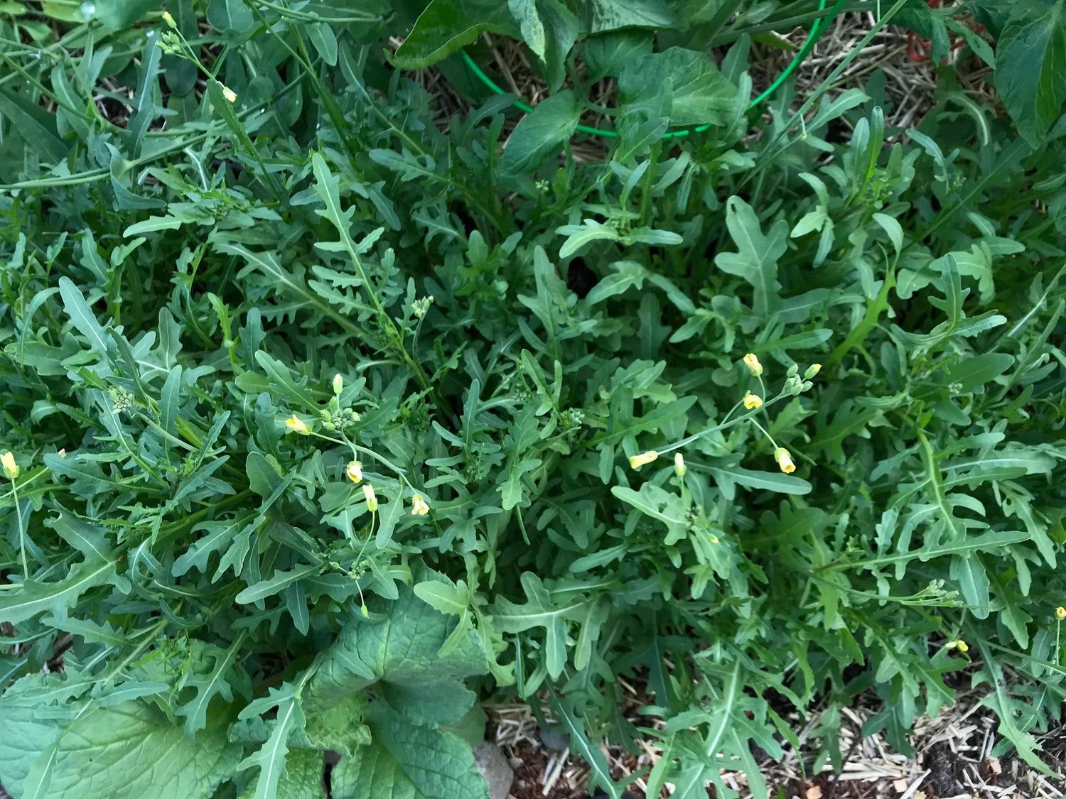 Sylvetta Wild Arugula Seeds