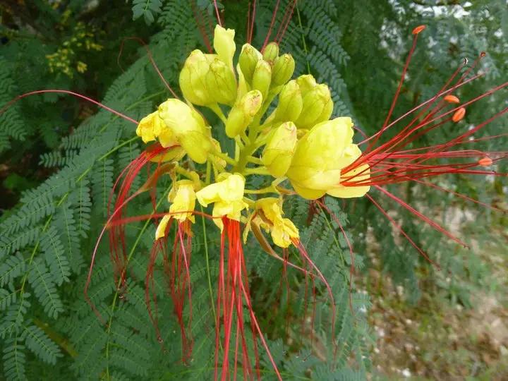 Caesalpinia Gilliesii Flower Seeds – Heirloom, Non-GMO Seeds for Planting Exotic Blooms Dhara Seeds
