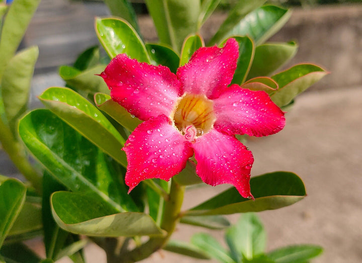 Adenium Obesum Flower Seeds – Heirloom Non-GMO Desert Rose Seeds for Colorful Garden Pots
