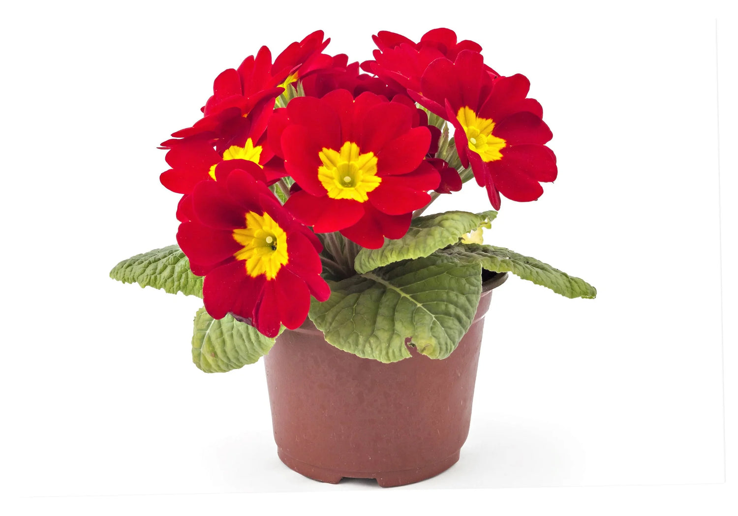 Scarlet Common Primrose Seeds – Deep Red Blooms for Spring Gardens