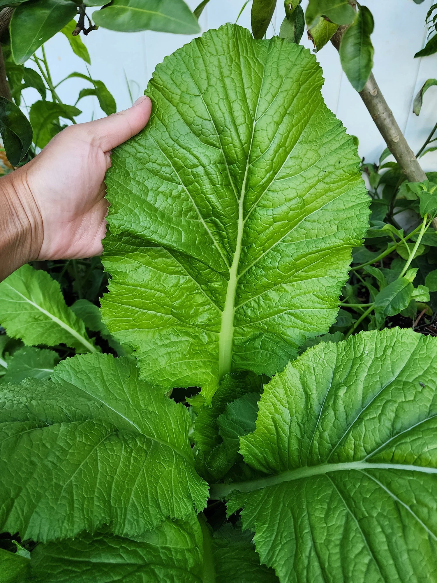 Florida Arrowroot Vegetable Seeds for Planting - heirloom & Non-GMO Seeds
