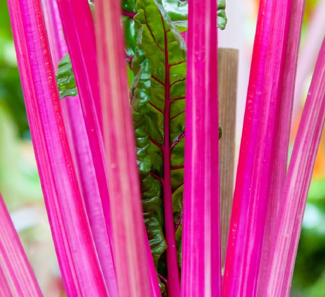 Pink Swiss Chard Seeds for Planting heirloom & Non-GMO Seeds