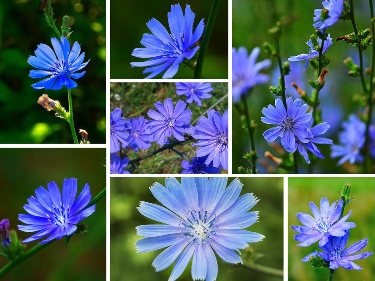 CHICORY SEEDS blue FLOWER garden ITALIAN DANDELION SHIPPING – Heirloom, Non-GMO, High Germination Organic Garden Seeds