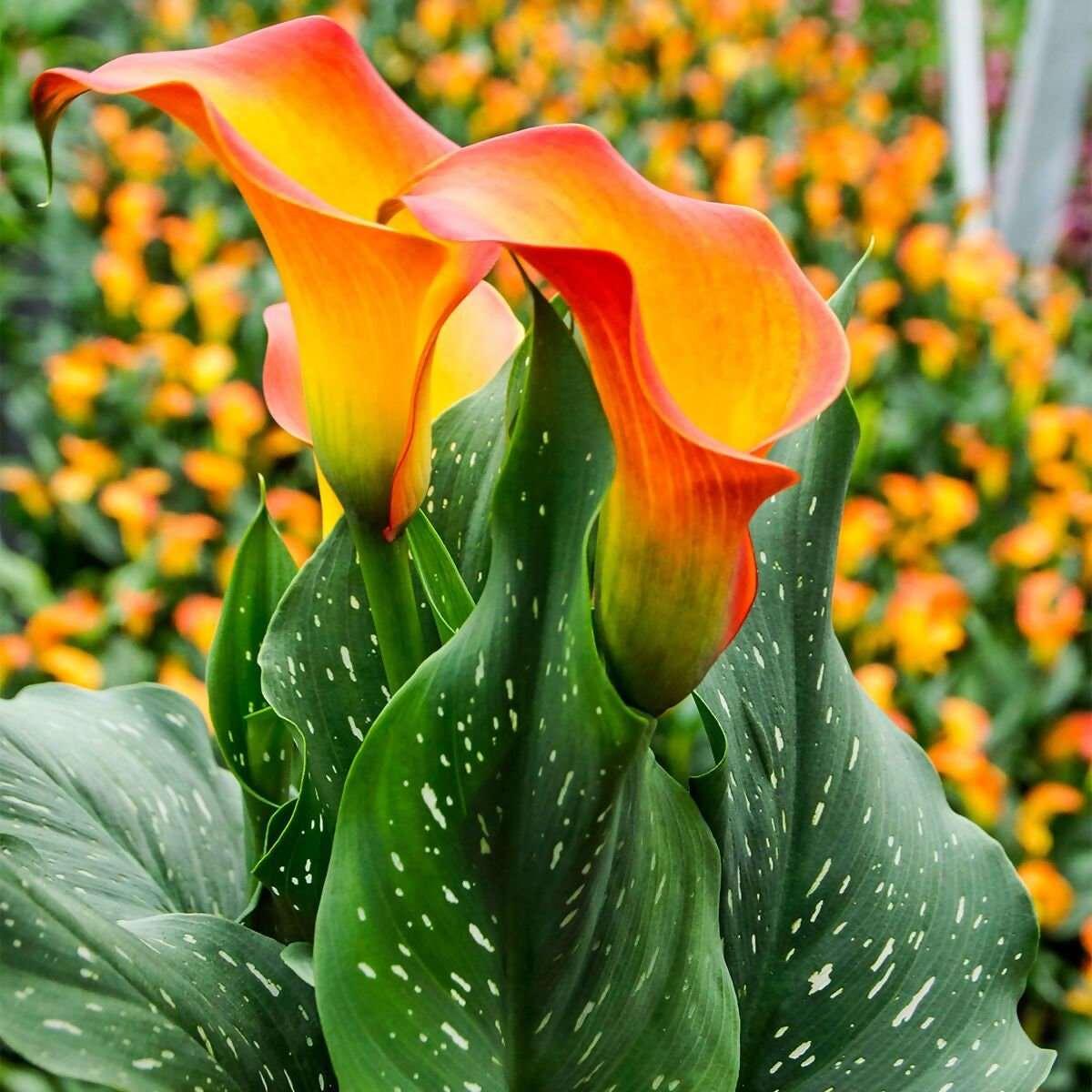 Calla Lily Zantedeschia aethiopica Flowering Seeds For Planting