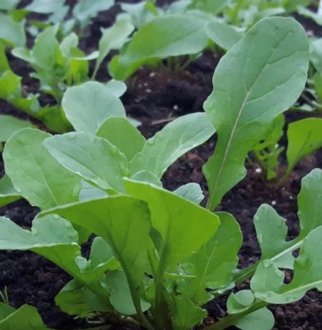 Runaway Salad Arugula Seed