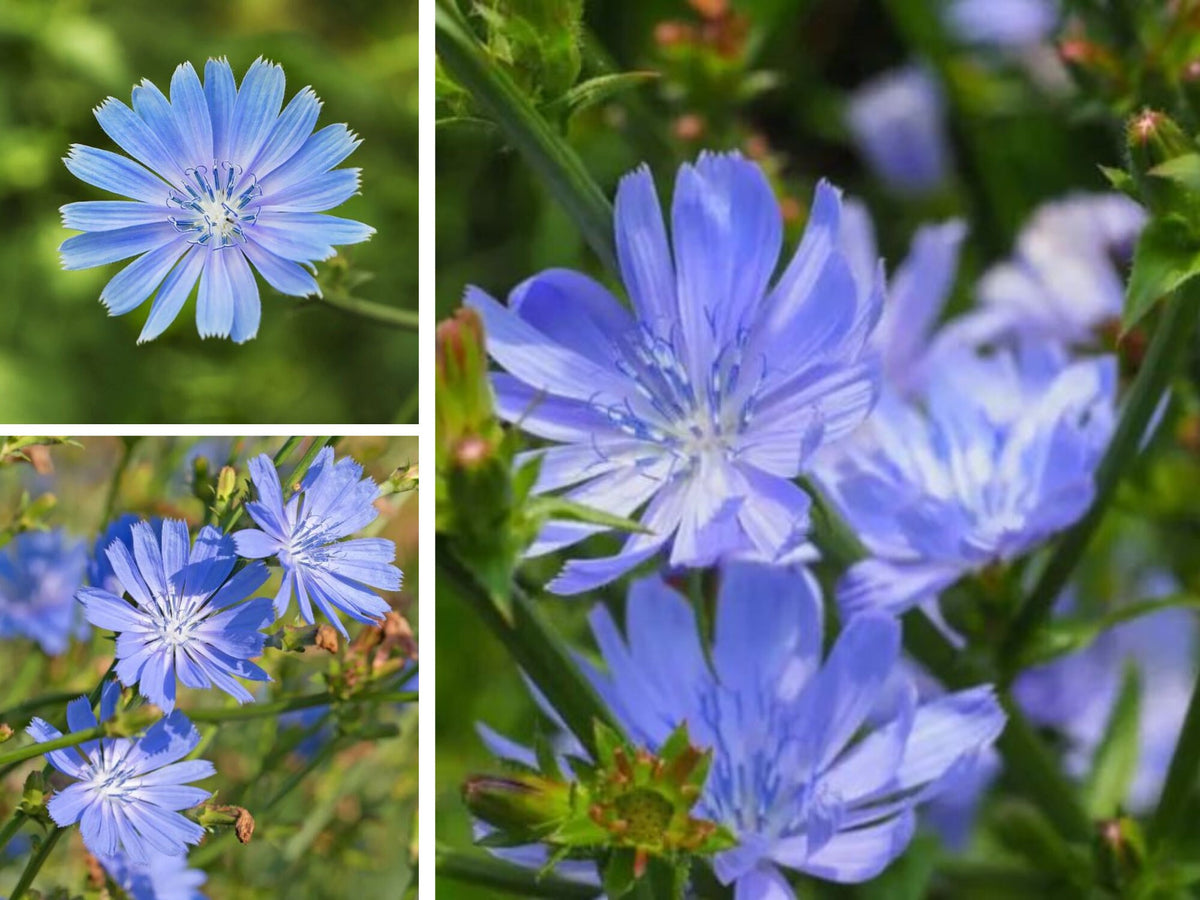 CHICORY SEEDS blue FLOWER garden ITALIAN DANDELION SHIPPING – Heirloom, Non-GMO, High Germination Organic Garden Seeds
