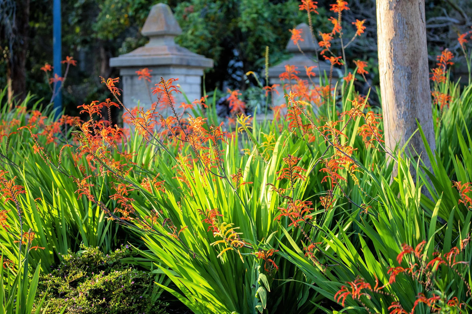 Orange Chasmanthe Ornamental Plant Seeds for Exotic Garden Displays – Fresh Herb for Your Garden