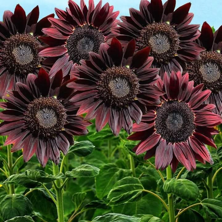 Cherry Sunflower Seeds for Planting – Bold Red Garden Blooms