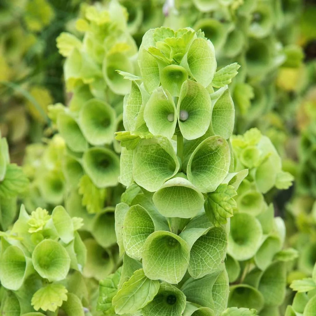 Bells of Ireland - Seeds - Sow Spring or Fall - GMO Molucella laevis – Heirloom, Non-GMO, High Germination Organic Garden Seeds