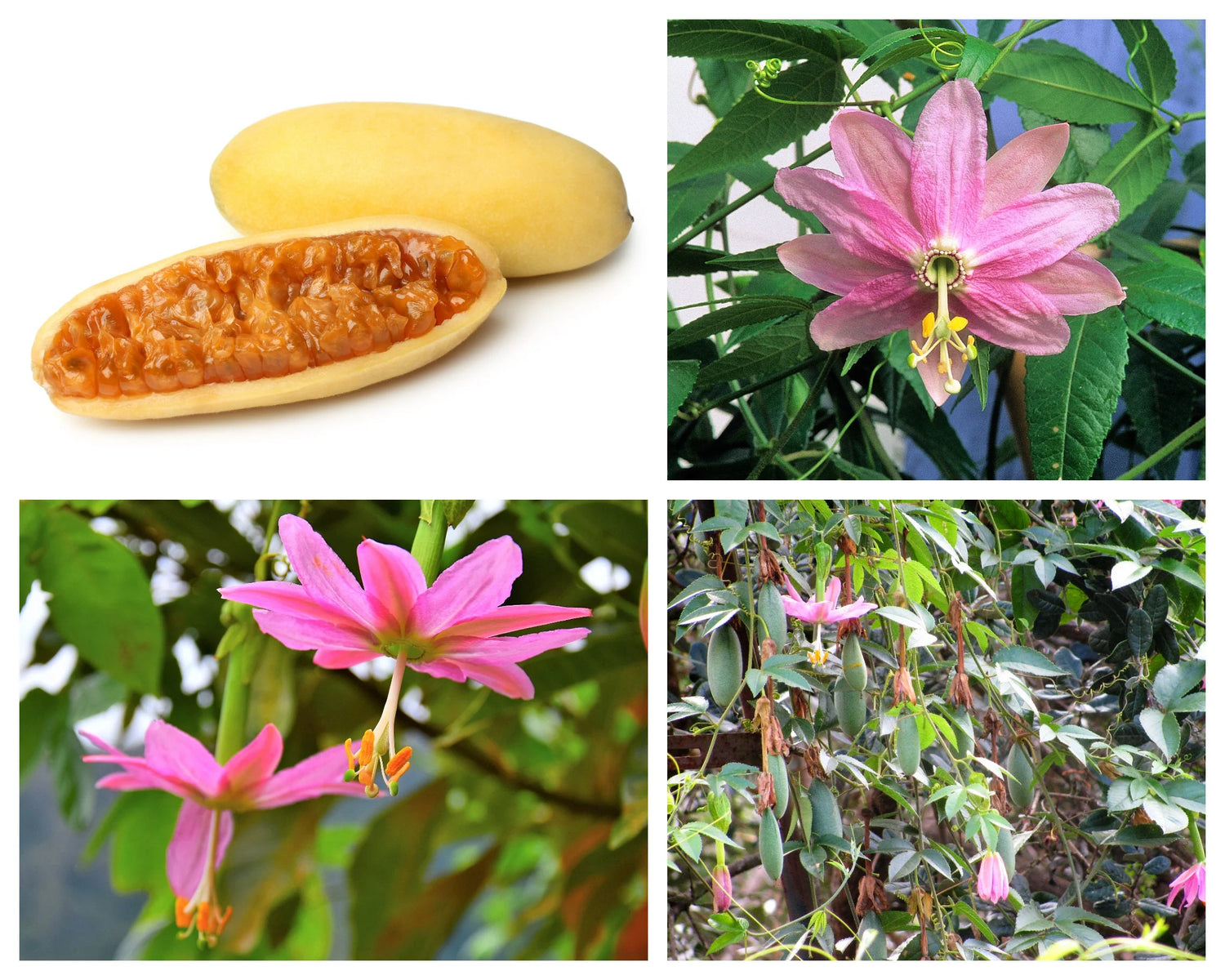 Bulk Passiflora Seeds Banana Passion Fruit Seeds