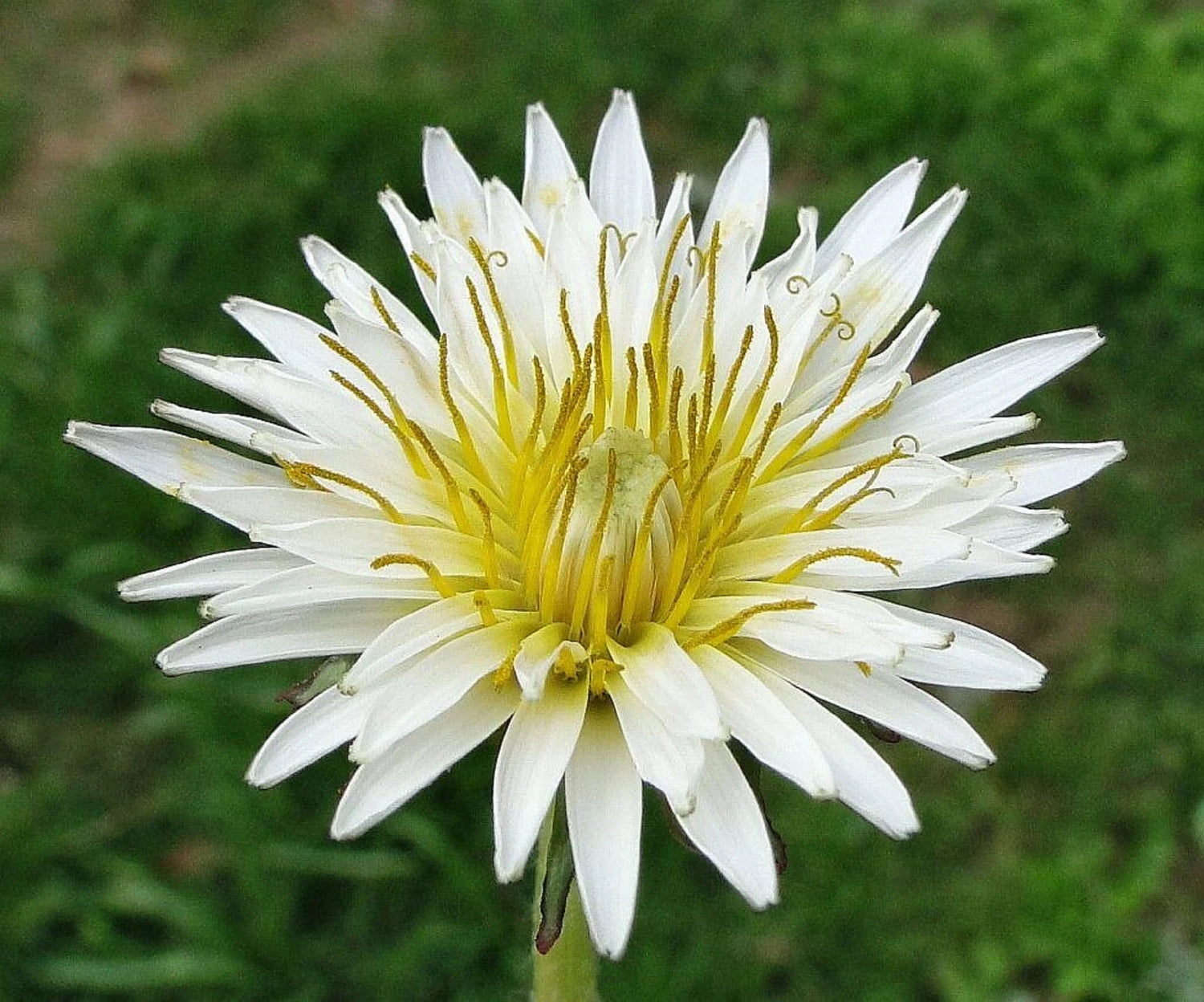 Dandelion Seeds - Japanese White