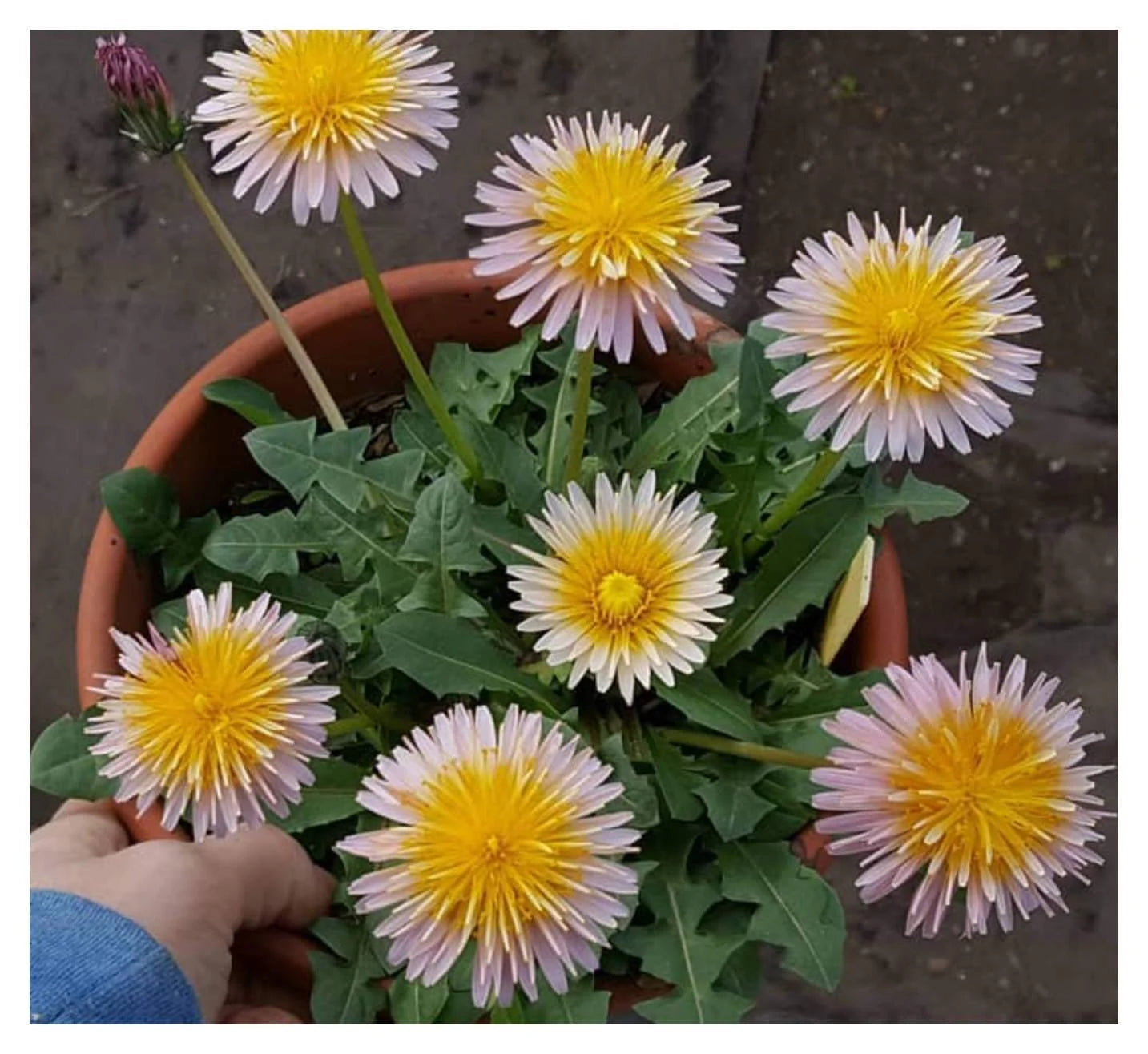 Dandelion Seeds - Pink