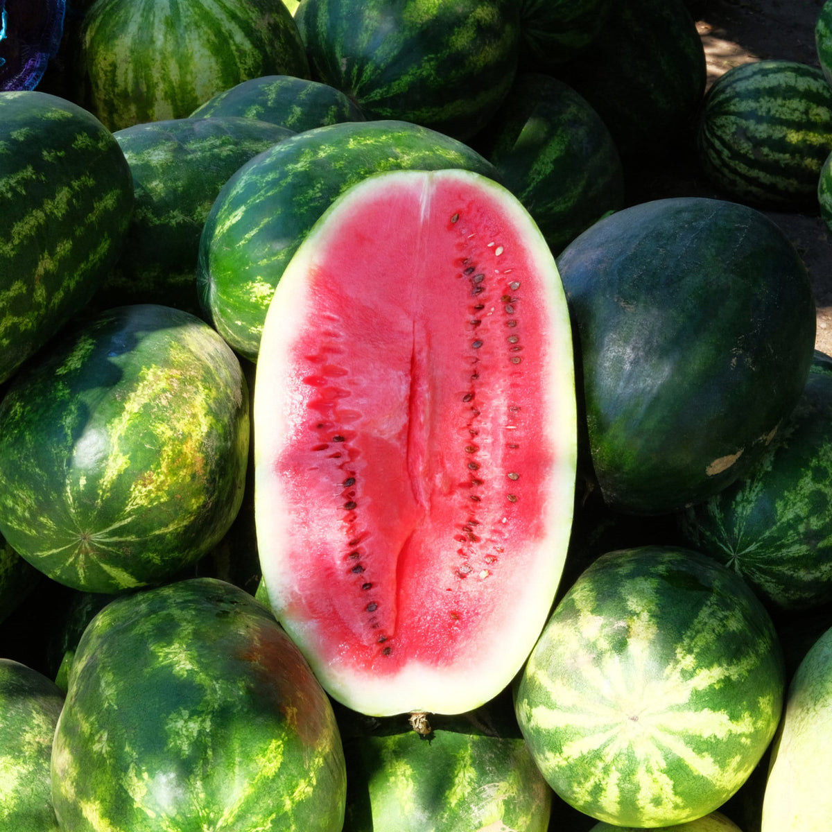 Charleston Gray Watermelon Seeds FLORIDA GROWN RARE – Heirloom, Non-GMO, High Germination Organic Garden Seeds