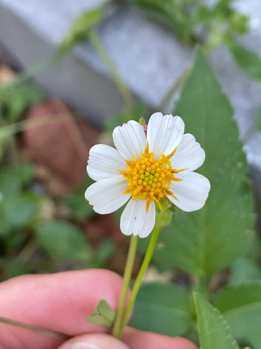 Spanish Needles Seeds Bidens alba Seeds – Heirloom, Non-GMO, High Germination Organic Garden Seeds