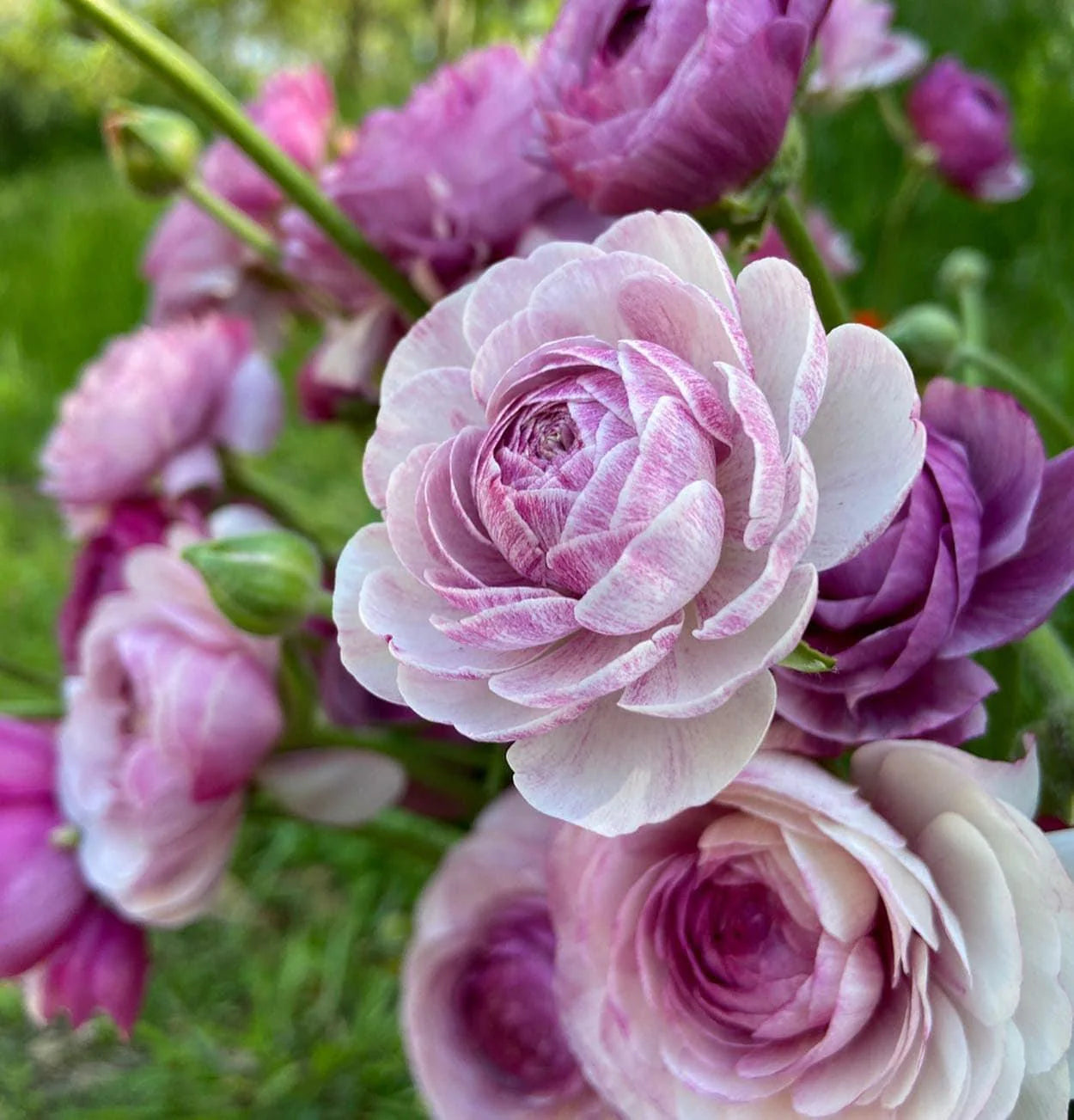 Ranunculus Seeds - Purple Jean