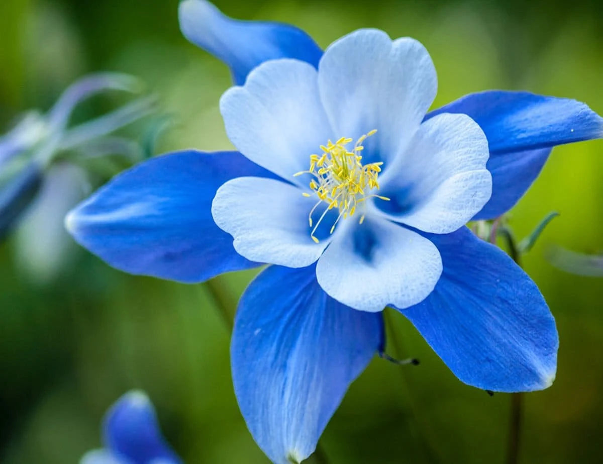 Columbine Colorado Blue - Seeds - Pollinator & Hummingbird Friendly – Heirloom, Non-GMO, High Germination Organic Garden Seeds
