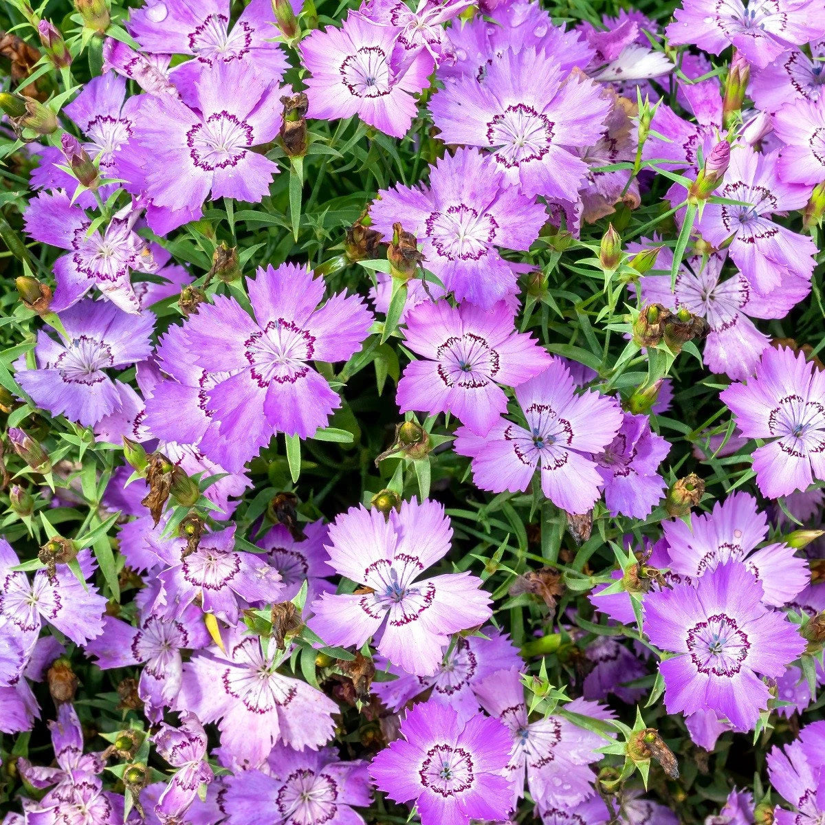 Siberian Blues Dianthus Seeds