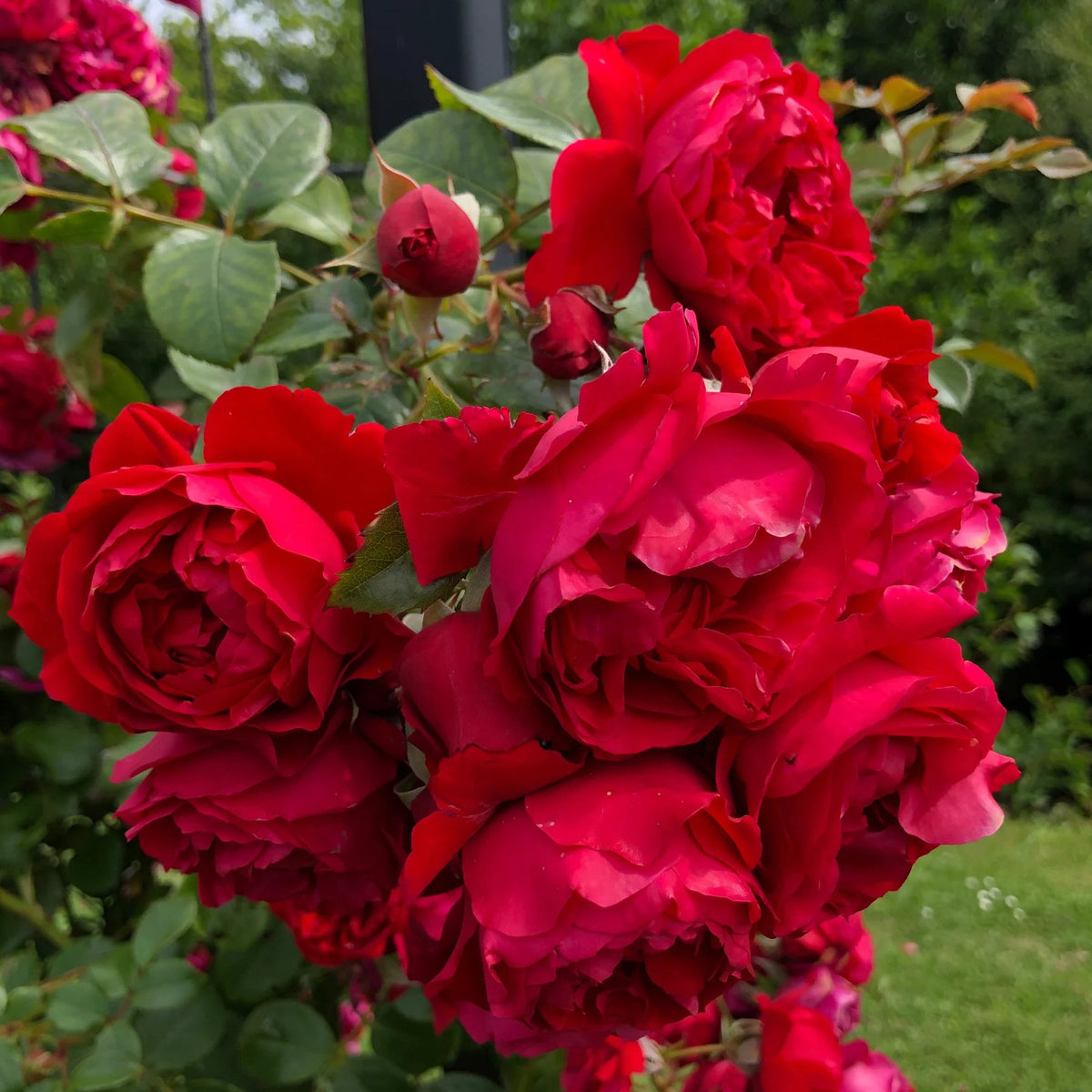Red Pink Climbing Rose Plant Seeds for Planting Non-GMO Heirloom Garden Seeds for Home and Outdoor Growing seeds for planting in home garden