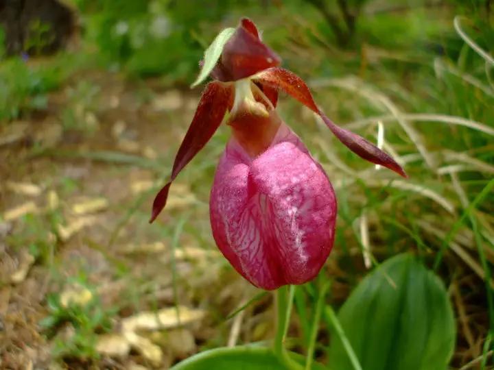 Pink Cypripedium Acaule Flower Seeds for Planting - NON GMO Seeds Dhara Seeds