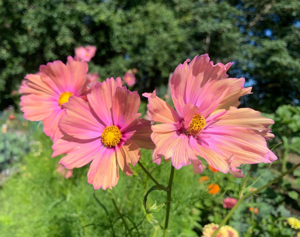 Cosmos Apricotta seeds – Heirloom, Non-GMO, High Germination Organic Garden Seeds