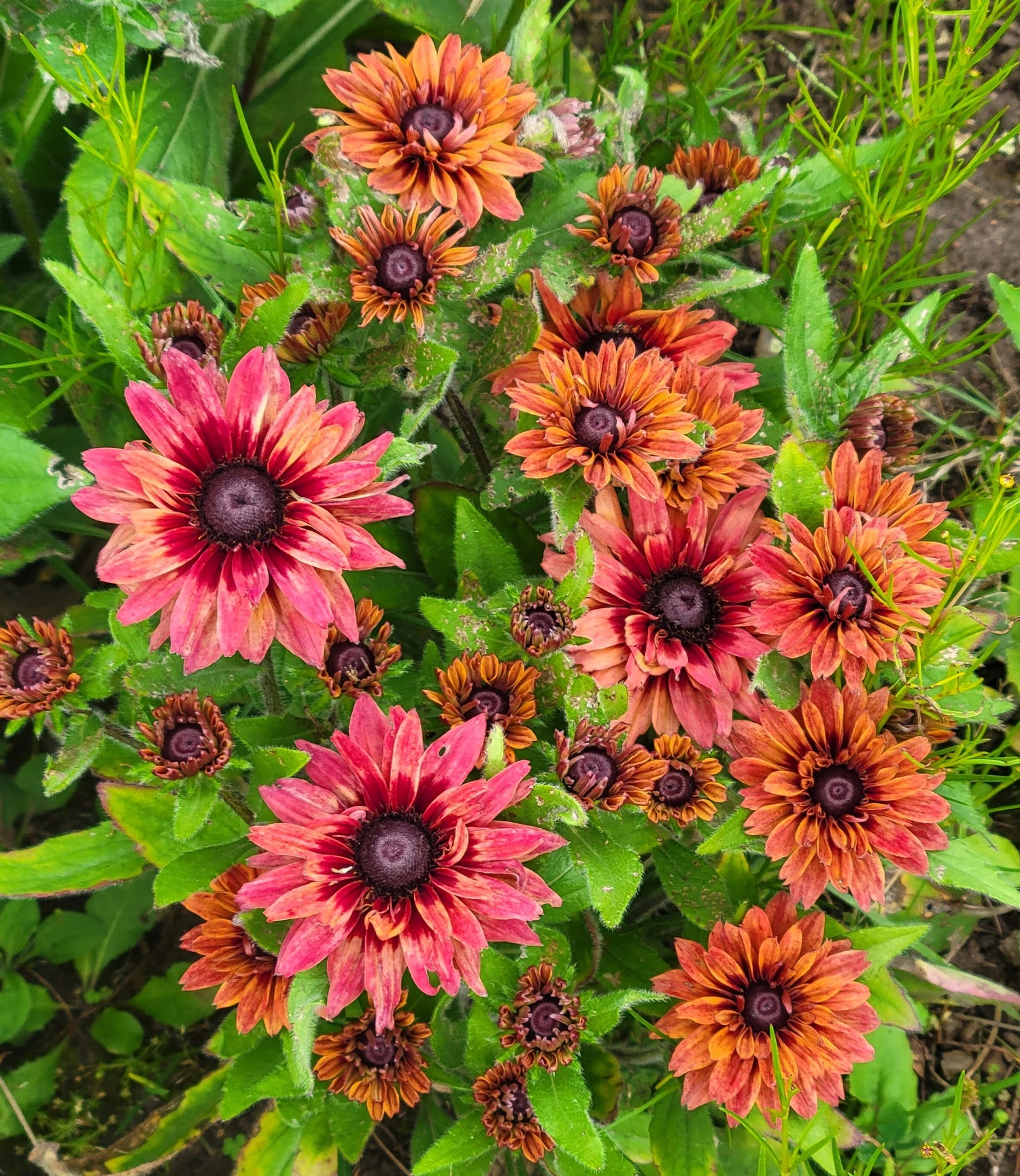 Rudbeckia Sahara Flower Seeds, Earthy, Sunset-Colored Petals with Long-Lasting Blooms