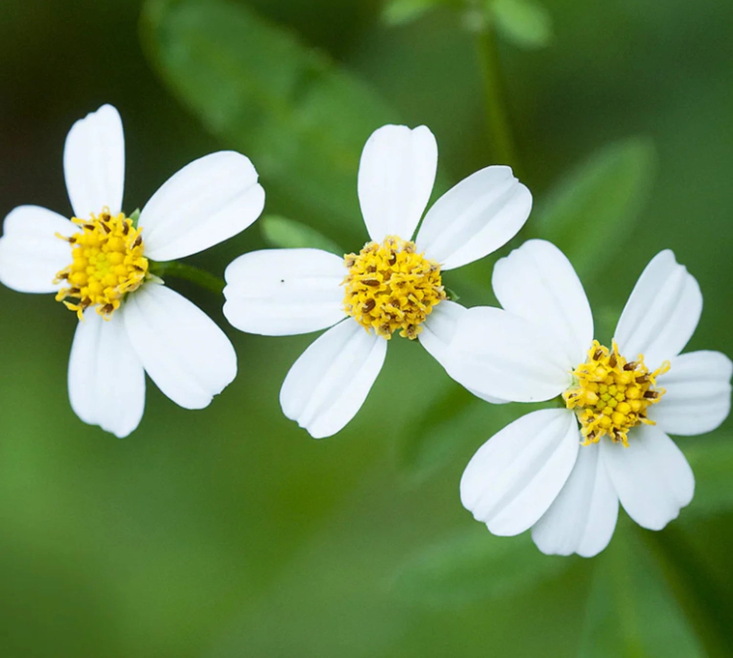 Spanish Needles Seeds Bidens alba Seeds – Heirloom, Non-GMO, High Germination Organic Garden Seeds