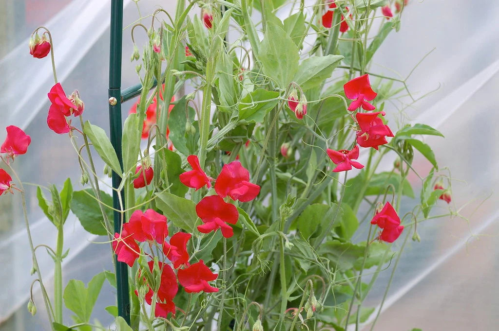 Sweet Pea Seeds - Royal Scarlet