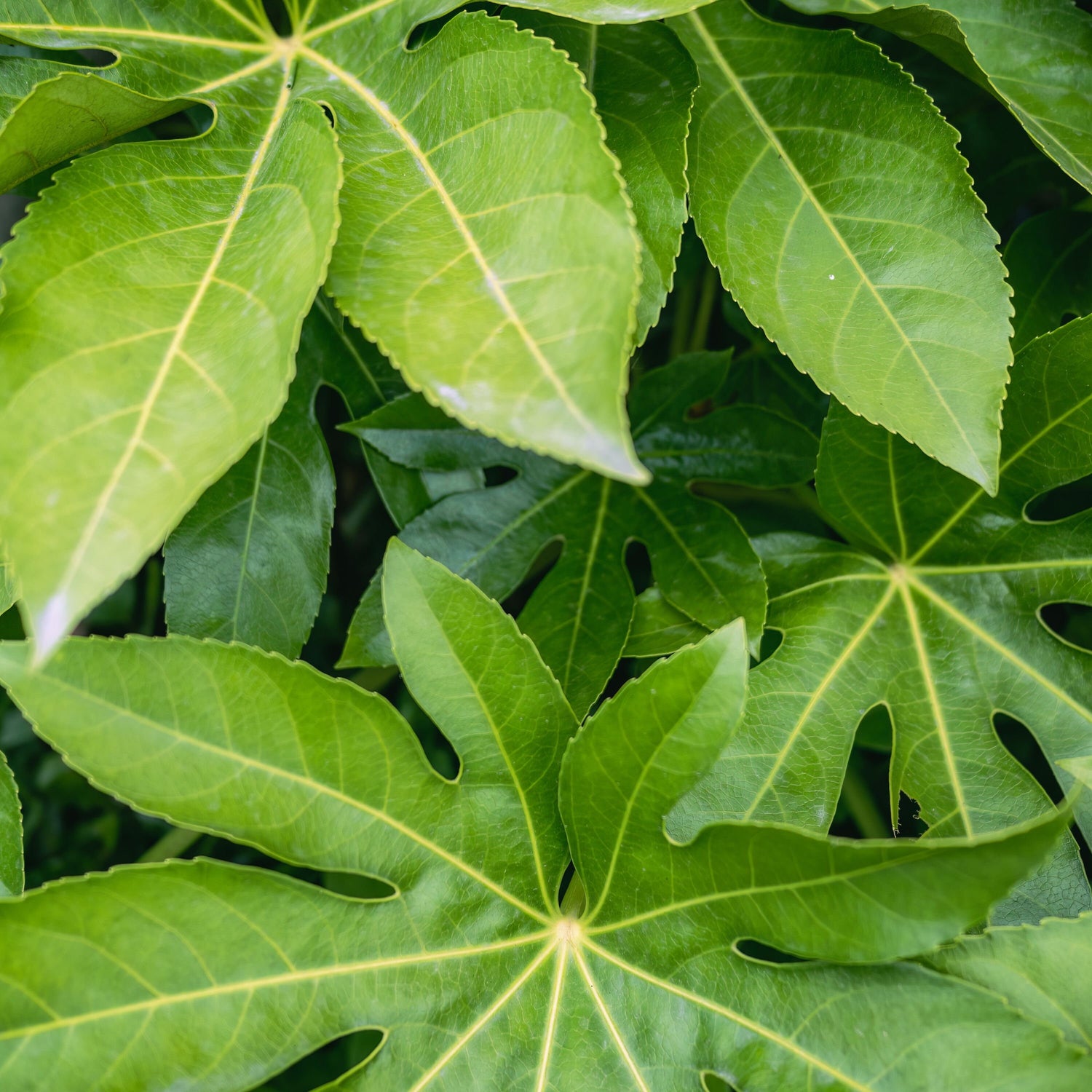 Green Fatsia Aralia Plant Seeds for Planting heirloom & Non-GMO Seeds