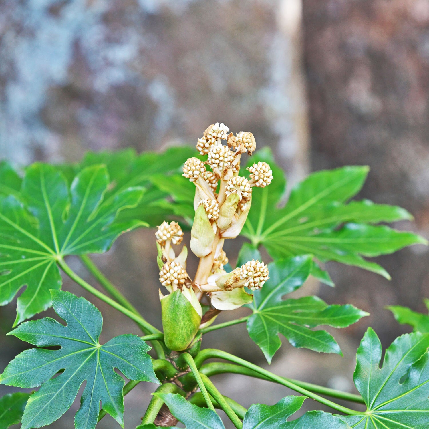 Green Fatsia Aralia Plant Seeds for Planting heirloom & Non-GMO Seeds