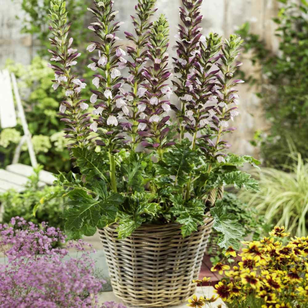 Acanthus Spinosus Acanthus spinosus for planting in flower bed